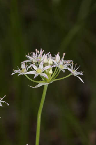 Allium speculae #1